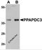 Phospholipid Phosphatase 7 (Inactive) antibody, 5519, ProSci, Western Blot image 