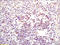 Pleckstrin Homology Domain Containing O1 antibody, 251643, Abbiotec, Immunohistochemistry paraffin image 
