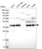 Ubiquitin Like 7 antibody, NBP2-58983, Novus Biologicals, Western Blot image 