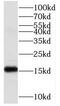Cytochrome C Oxidase Assembly Factor 6 antibody, FNab01065, FineTest, Western Blot image 