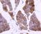 Plectin antibody, NBP2-67452, Novus Biologicals, Immunohistochemistry paraffin image 
