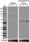 SKI Like Proto-Oncogene antibody, 644202, BioLegend, Western Blot image 