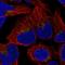 Ornithine Decarboxylase Antizyme 2 antibody, HPA047694, Atlas Antibodies, Immunofluorescence image 