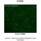 Small conductance calcium-activated potassium channel protein 3 antibody, ARP35097_P050, Aviva Systems Biology, Immunohistochemistry paraffin image 