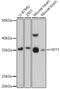 Hairy/enhancer-of-split related with YRPW motif protein 1 antibody, 16-436, ProSci, Western Blot image 