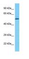 Prenylcysteine Oxidase 1 Like antibody, orb327075, Biorbyt, Western Blot image 