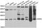 Methionine Sulfoxide Reductase A antibody, LS-C334677, Lifespan Biosciences, Western Blot image 