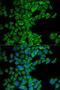Diablo IAP-Binding Mitochondrial Protein antibody, LS-C332171, Lifespan Biosciences, Immunofluorescence image 
