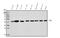 Pro-Apoptotic WT1 Regulator antibody, A03637-1, Boster Biological Technology, Western Blot image 