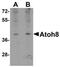 Atonal BHLH Transcription Factor 8 antibody, NBP1-77347, Novus Biologicals, Western Blot image 
