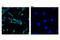 Ret Proto-Oncogene antibody, 14556T, Cell Signaling Technology, Immunocytochemistry image 