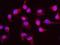 Host Cell Factor C1 antibody, NB100-68209, Novus Biologicals, Proximity Ligation Assay image 