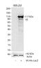 V5 epitope tag antibody, R962-25, Invitrogen Antibodies, Western Blot image 