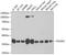 PDZ and LIM domain protein 1 antibody, 22-405, ProSci, Western Blot image 