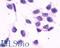 Histamine H4 receptor antibody, LS-A3785, Lifespan Biosciences, Immunocytochemistry image 