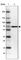Insulin Like Growth Factor 2 MRNA Binding Protein 1 antibody, HPA062273, Atlas Antibodies, Western Blot image 