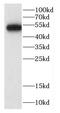 Calcium-binding and coiled-coil domain-containing protein 2 antibody, FNab01196, FineTest, Western Blot image 