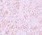 Homeobox protein VENTX antibody, A12772, Boster Biological Technology, Immunohistochemistry frozen image 