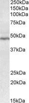 Peroxisomal carnitine O-octanoyltransferase antibody, 42-406, ProSci, Western Blot image 