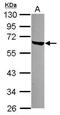 LSM14A MRNA Processing Body Assembly Factor antibody, PA5-31779, Invitrogen Antibodies, Western Blot image 