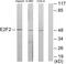 E2F Transcription Factor 2 antibody, abx013600, Abbexa, Western Blot image 