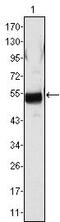 Fibrinogen Beta Chain antibody, GTX83013, GeneTex, Western Blot image 