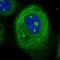 Defensin Beta 119 antibody, NBP1-84280, Novus Biologicals, Immunofluorescence image 