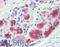 Prefoldin Subunit 1 antibody, LS-B9889, Lifespan Biosciences, Immunohistochemistry frozen image 