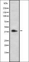Galanin Receptor 3 antibody, orb378286, Biorbyt, Western Blot image 