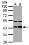 LDL Receptor Related Protein Associated Protein 1 antibody, LS-B10766, Lifespan Biosciences, Western Blot image 