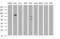 HBS1 Like Translational GTPase antibody, MA5-26469, Invitrogen Antibodies, Western Blot image 
