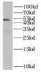Kinetochore protein Nuf2 antibody, FNab05909, FineTest, Western Blot image 