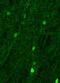 SRY-Box 9 antibody, NBP2-24659, Novus Biologicals, Immunohistochemistry frozen image 