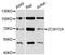 Mcpip antibody, LS-C747758, Lifespan Biosciences, Western Blot image 