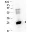 Ubiquitin-conjugating enzyme E2 J2 antibody, orb345671, Biorbyt, Western Blot image 
