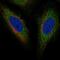 Torsin 1A Interacting Protein 2 antibody, HPA070542, Atlas Antibodies, Immunofluorescence image 