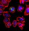 Aurora Kinase A antibody, NBP1-51843, Novus Biologicals, Immunofluorescence image 