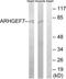 Rho Guanine Nucleotide Exchange Factor 7 antibody, TA314824, Origene, Western Blot image 