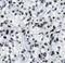 HAUSP antibody, FNab09960, FineTest, Immunohistochemistry frozen image 