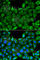 FAS antibody, A0233, ABclonal Technology, Immunofluorescence image 