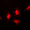 Heat Shock Protein Family A (Hsp70) Member 8 antibody, LS-C352336, Lifespan Biosciences, Immunofluorescence image 