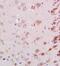 Neurocan antibody, GTX37603, GeneTex, Immunohistochemistry paraffin image 