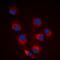 BCL2 Like 11 antibody, orb235046, Biorbyt, Immunofluorescence image 