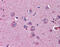 Netrin G2 antibody, 51-596, ProSci, Immunohistochemistry paraffin image 