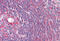Cytochrome P450 Family 26 Subfamily B Member 1 antibody, MBS243606, MyBioSource, Immunohistochemistry frozen image 