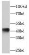 Pleckstrin homology-like domain family A member 1 antibody, FNab06396, FineTest, Western Blot image 