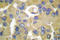 Keratin 15 antibody, LS-C176092, Lifespan Biosciences, Immunohistochemistry paraffin image 