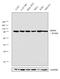 HSP90AA1 antibody, MA1-10372, Invitrogen Antibodies, Western Blot image 