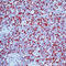 Myogenin antibody, LS-C87542, Lifespan Biosciences, Immunohistochemistry frozen image 