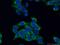 Mitochondrial Ribosomal Protein L19 antibody, 16517-1-AP, Proteintech Group, Immunofluorescence image 